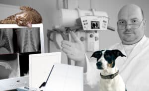 OR Technology Medici DR Veterinary Systems
